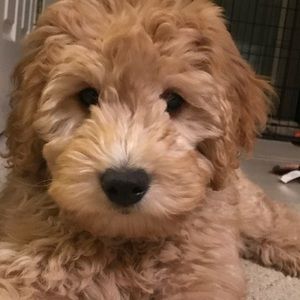 Meet your Posher, Dan